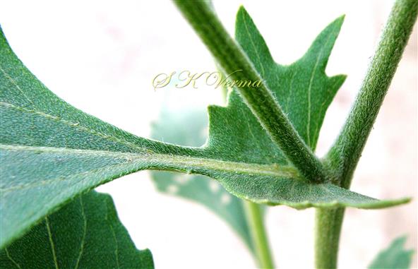  Leaf Base (Adaxial view)